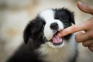 How Long Do I Have to File a Dog Bite Lawsuit?