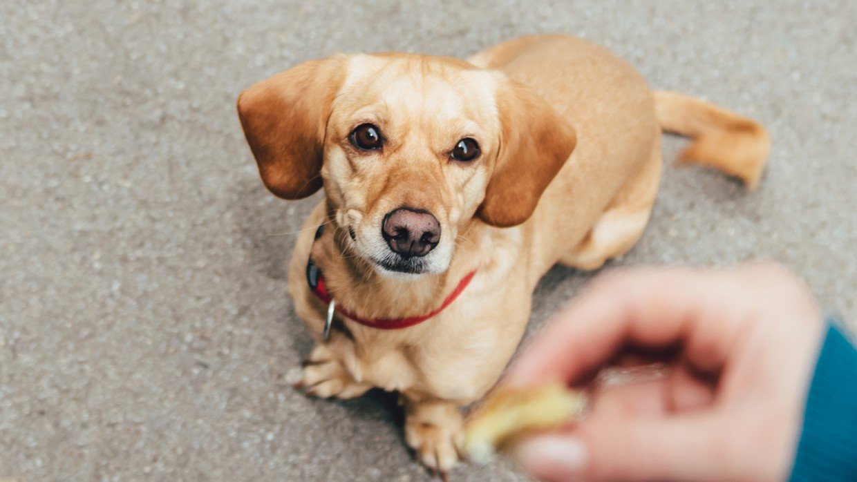 How Can Negligence Be Proven in a Dog Bite Claim?Laborde Earles