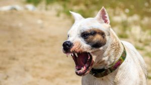 What Are the Dog Bite Laws in Louisiana?
