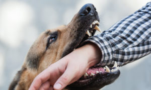Marrero Dog Bite Lawyer