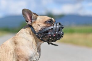 What Are the Dog Bite Laws in Louisiana?